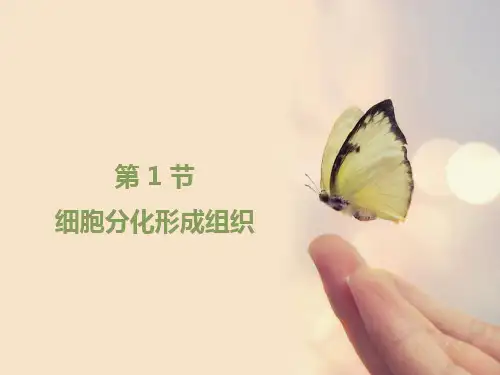 北师大版七年级生物上册2.4-1《细胞分化形成组织》课件(共33张PPT)