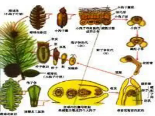 裸子植物PPT课件