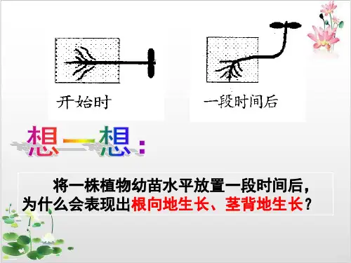 人教版高中生物必修课件-生长素的生理作用-ppt精品课件