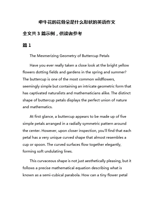牵牛花的花骨朵是什么形状的英语作文