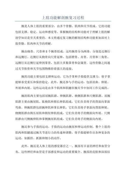 上肢功能解剖腕复习过程