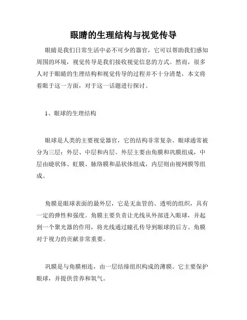 眼睛的生理结构与视觉传导