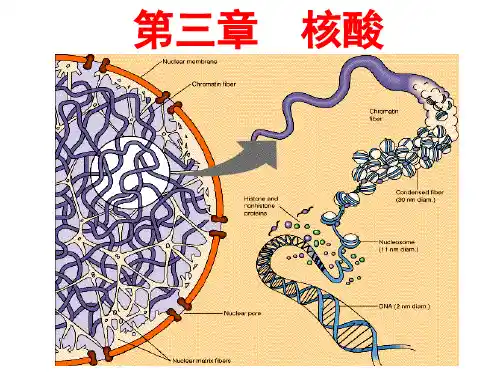 化学生物学导论：第三章 核酸