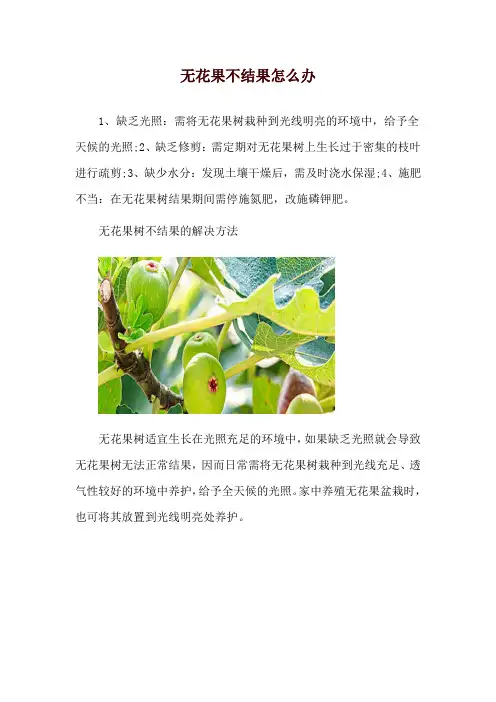 无花果不结果怎么办