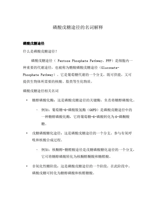 磷酸戊糖途径的名词解释