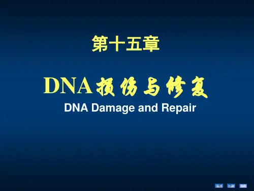 分子生物学--第15章 DNA损伤与修复