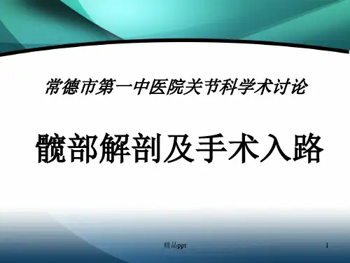 髋部解剖及手术入路PPT课件
