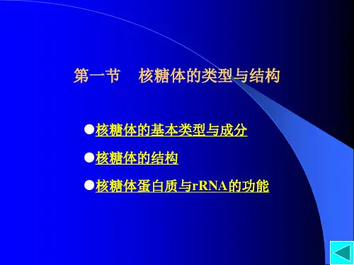 09第九章核糖体
