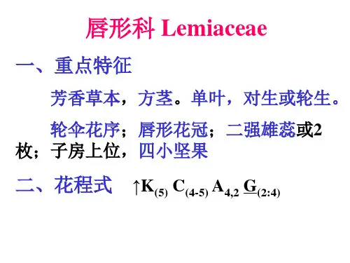 植物学唇形科