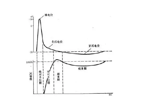 培优讲堂——神经电位测量与电流计指针偏转问题分析