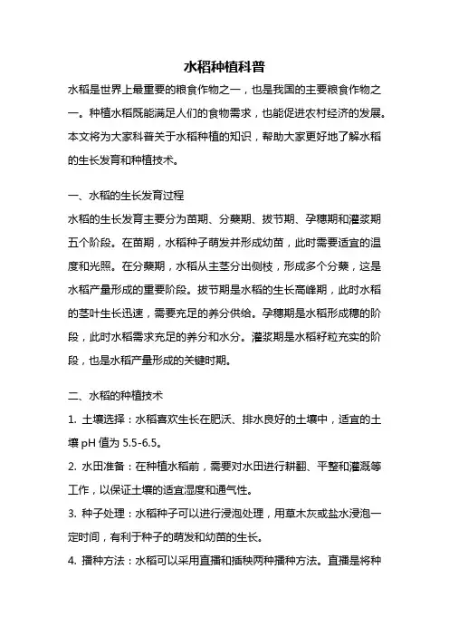 水稻种植科普