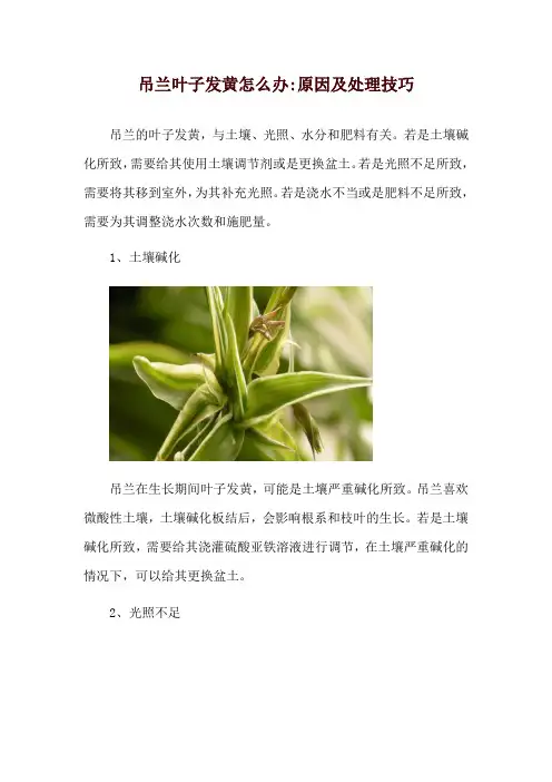 吊兰叶子发黄怎么办-原因及处理技巧