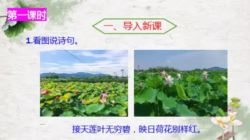 小学三年级语文下册《荷花》ppt课件