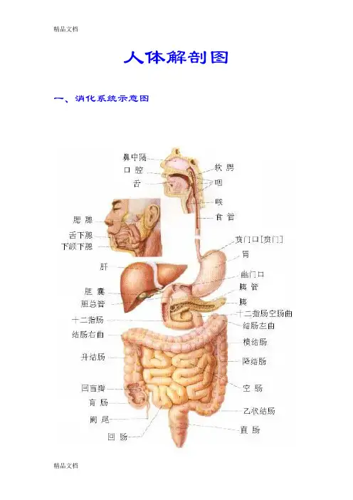 人体解剖及穴位图谱复习课程