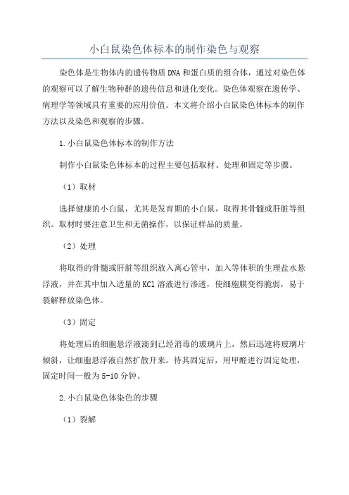 小白鼠染色体标本的制作染色与观察