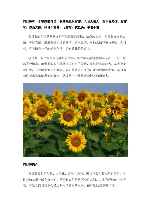向日葵有一段很好的花语