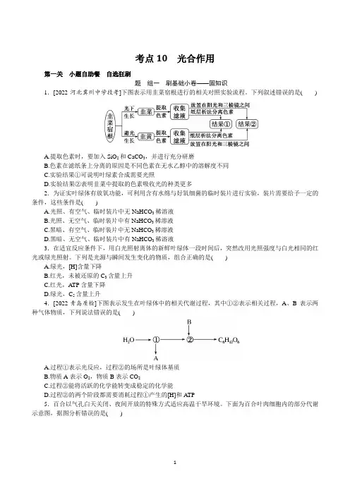 2023年高考生物总复习第一部分高频考点复习培优 考点10光合作用