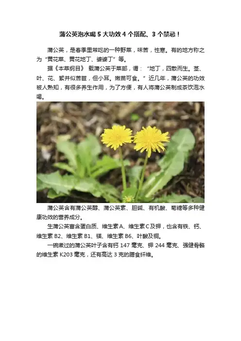 蒲公英泡水喝5大功效4个搭配、3个禁忌！