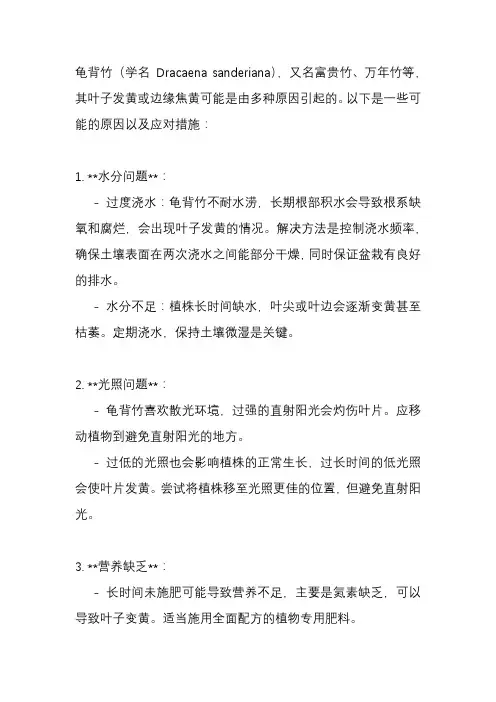 龟背竹叶子边发黄焦了怎么办