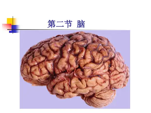 系统解剖学脑干