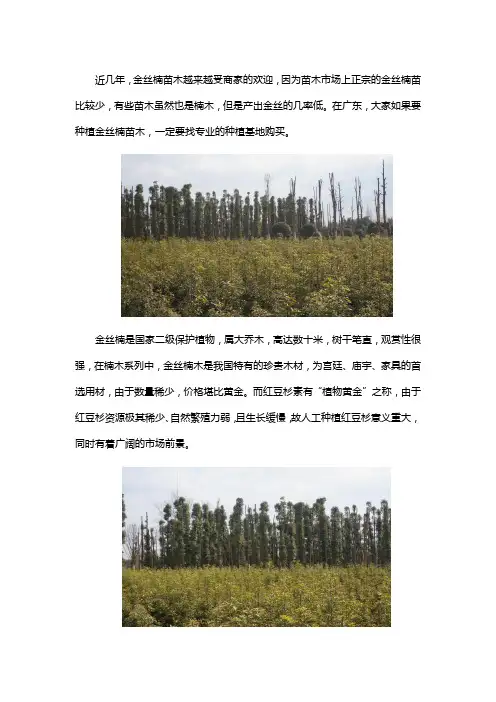 广东哪里可以买金丝楠苗木