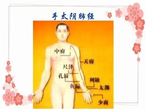 人体经络解读