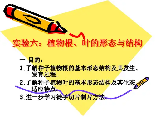 实验六：植物根、叶的形态与结构