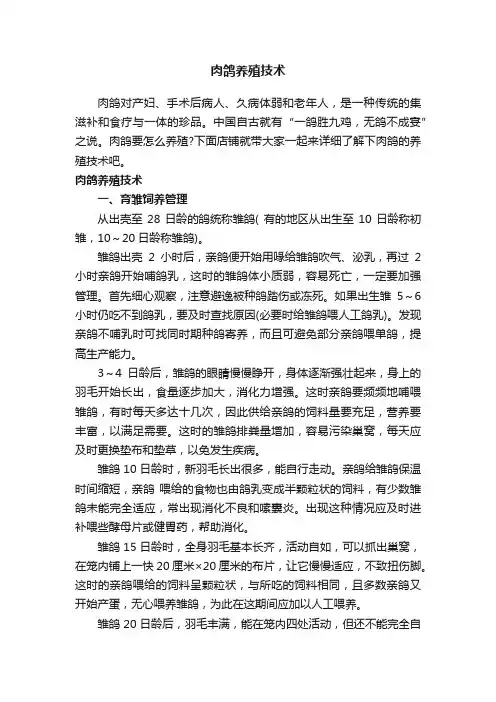 肉鸽养殖技术