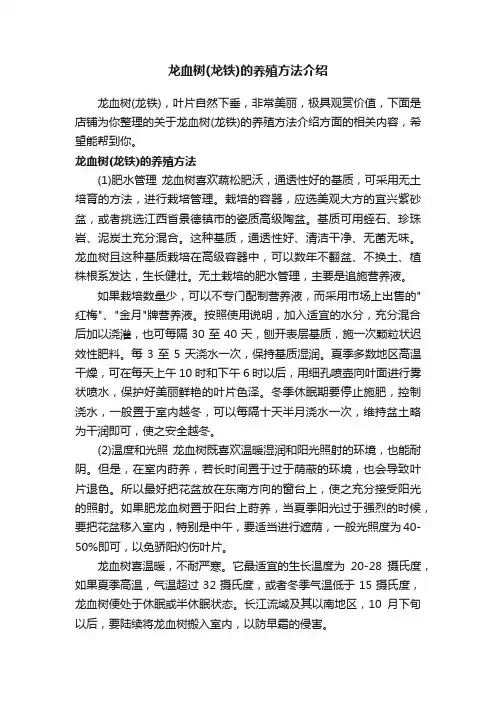 龙血树（龙铁）的养殖方法介绍