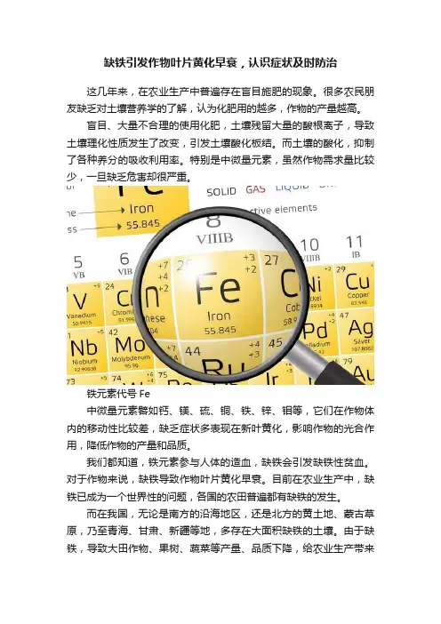 缺铁引发作物叶片黄化早衰，认识症状及时防治
