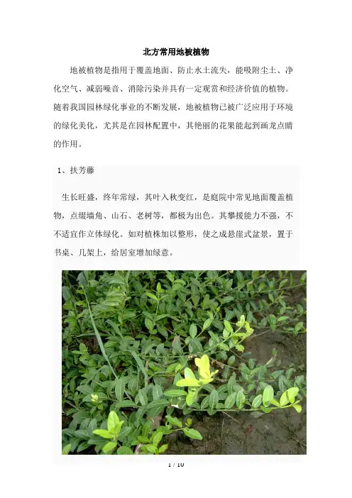 北方常用地被植物