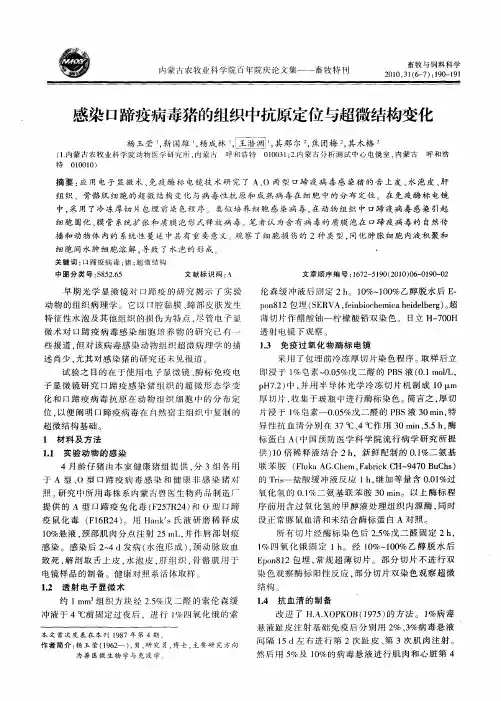 感染口蹄疫病毒猪的组织中抗原定位与超微结构变化