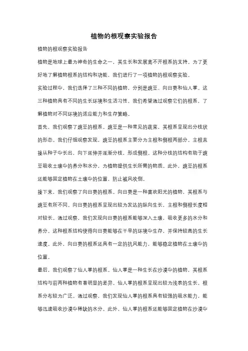 植物的根观察实验报告