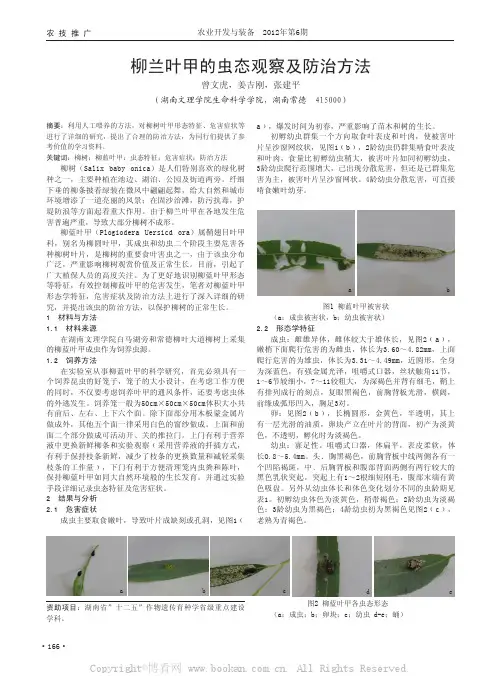 柳兰叶甲的虫态观察及防治方法