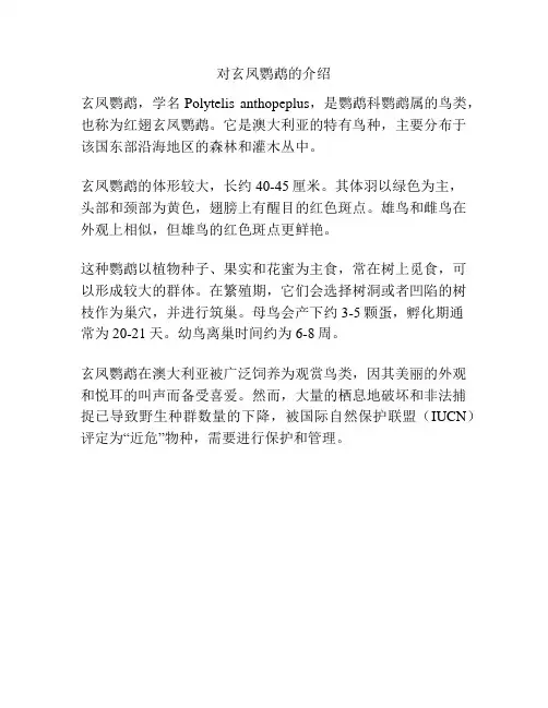 对玄凤鹦鹉的介绍