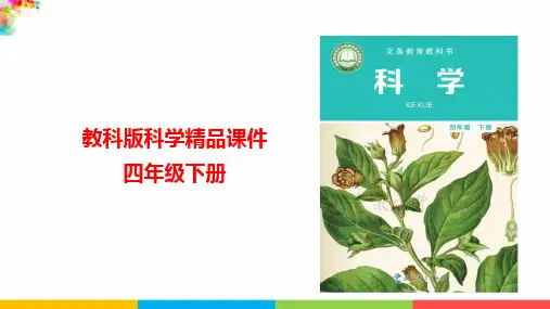 教科版小学四年级科学下册《果实和种子》名师教学课件