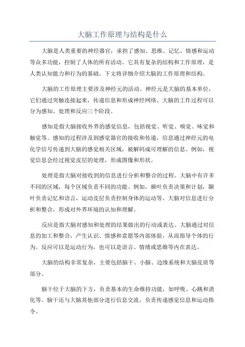 大脑工作原理与结构是什么