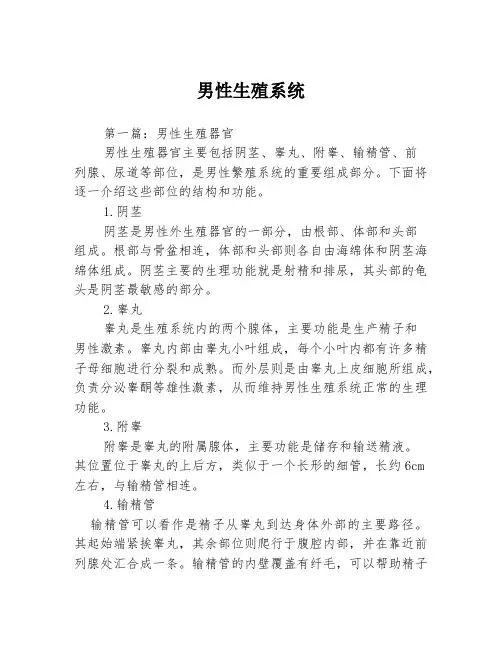 男性生殖系统3篇