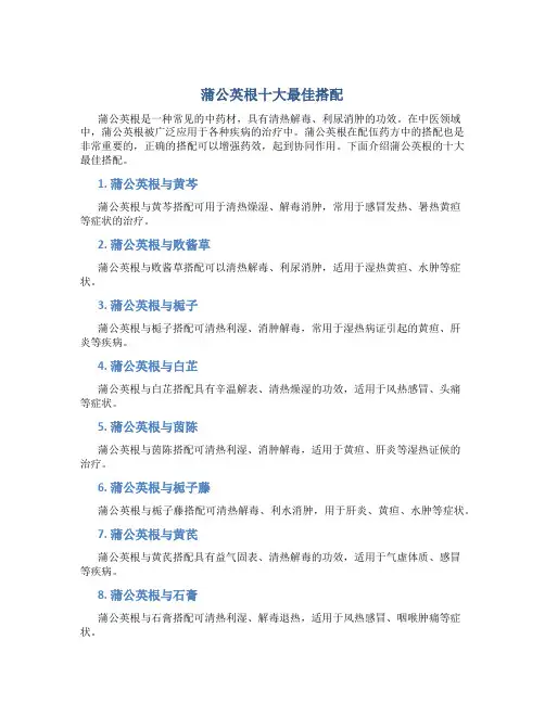 蒲公英根十大最佳搭配