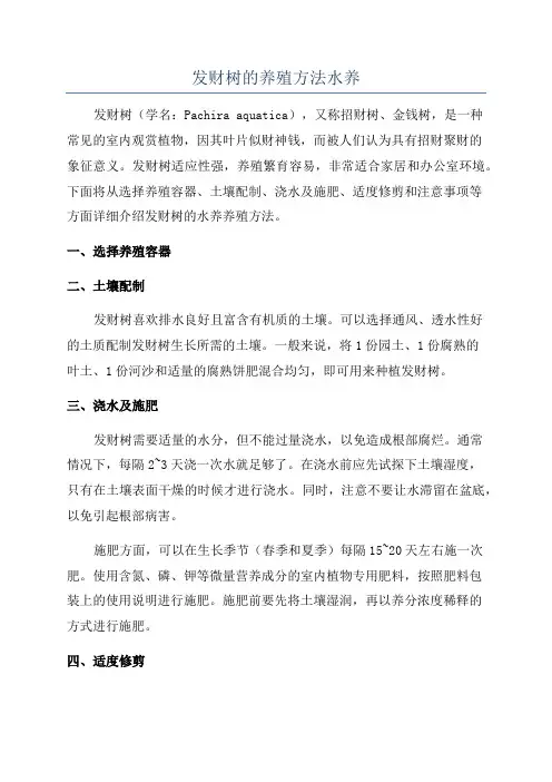 发财树的养殖方法水养