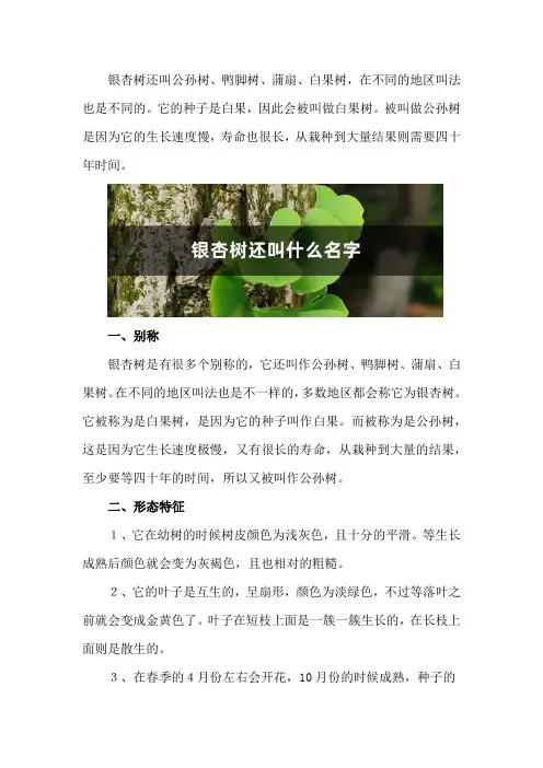 银杏树还叫什么名字