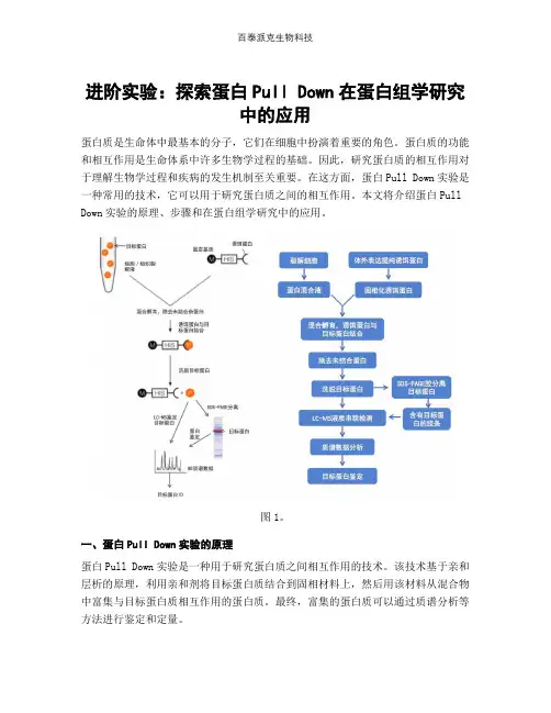 进阶实验：探索蛋白Pull Down在蛋白组学研究中的应用