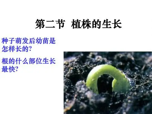 植株的生长ppt课件