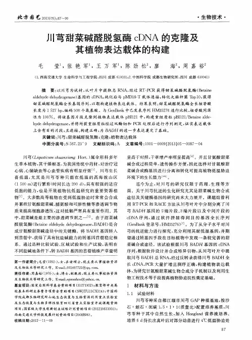 川芎甜菜碱醛脱氢酶cDNA的克隆及其植物表达载体的构建