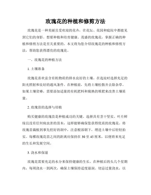 玫瑰花的种植和修剪方法