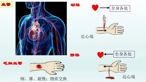 10.2 人体的血液循环(第二课时)七年级生物下册课件(苏教版)