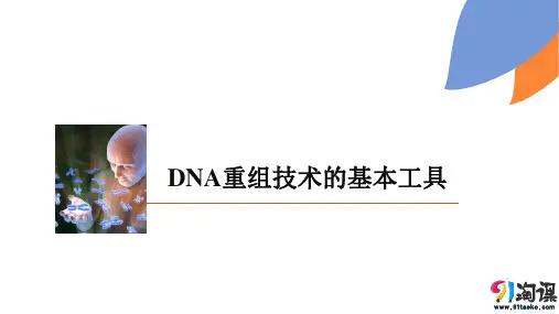 课件16：1.1 DNA重组技术的基本工具