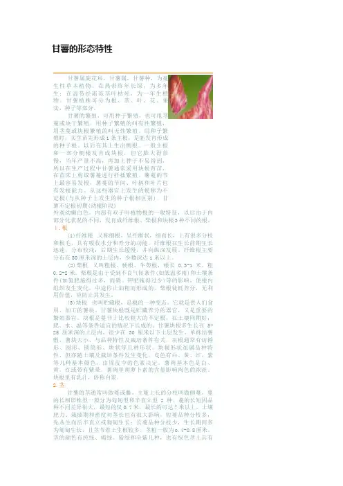 甘薯的形态特性