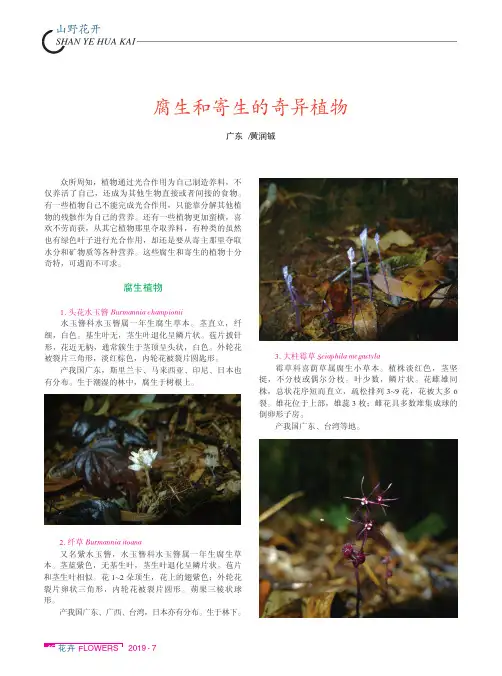 腐生和寄生的奇异植物