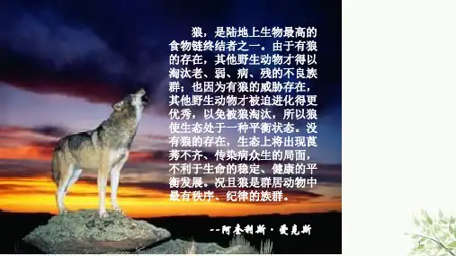 管理者狼的智慧课件